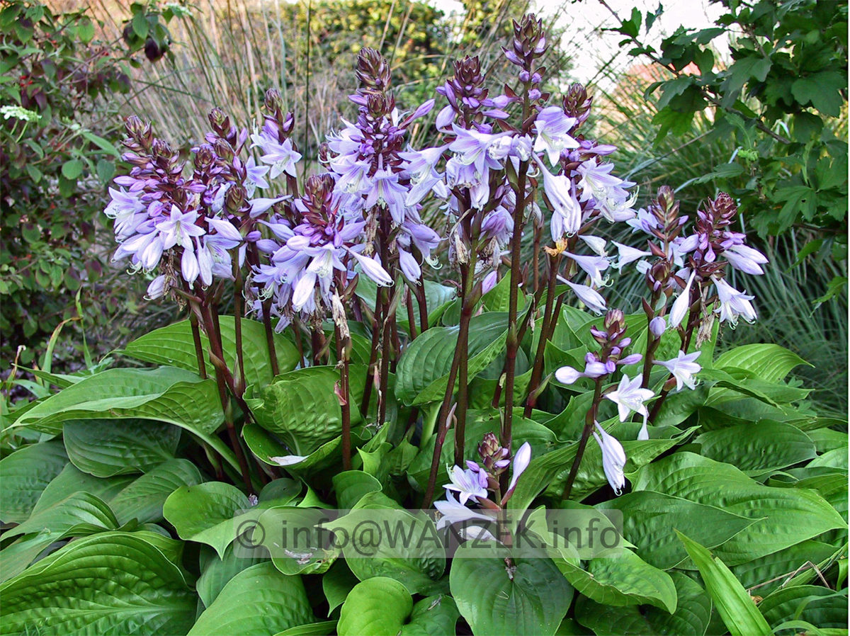 Hosta Hybride Schoene Naomi = Mui Maleen.jpg
